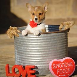 Pembroke Welsh Corgi Puppies from Dream Corgis