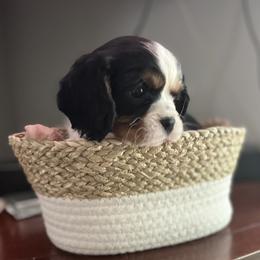 Cavalier King Charles Spaniel Puppies from SHANNON'S CAVALIERS