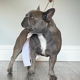 French Bulldogs from Pardi Puppies