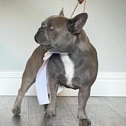 French Bulldogs from Pardi Puppies