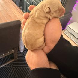 Girl 1 - Wheaten female Scottish Terrier puppy in Victorville, California from Santas Scotties