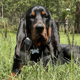 Black and Tan Coonhounds from Southreign Black and Tans