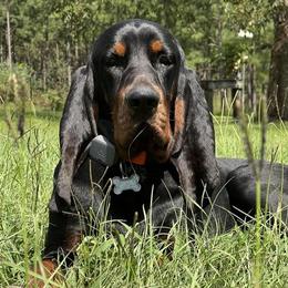Black and Tan Coonhounds from Southreign Black and Tans