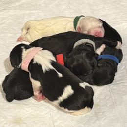 Pekingese puppies from Keyna's Pekes