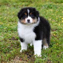 Girl 1 - Black tri-color female Australian Shepherd puppy in Rochester, Massachusetts from Clover Creek Aussies