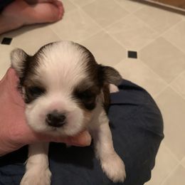 Shih Tzu Puppies from Dorothy Agrippino's Shih Tzus