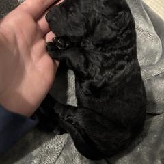 Babe - Black female Bordoodle puppy in Indianapolis, Indiana from Indiana Bordoodles