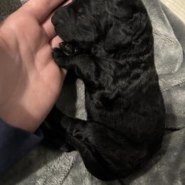 Babe - Black female Bordoodle puppy in Indianapolis, Indiana from Indiana Bordoodles