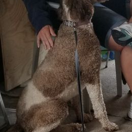 Aussiedoodles and Goldendoodles from S & B Doodles
