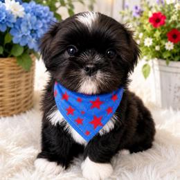 Aaron - Black and white male Shih Tzu puppy in Kettering, Ohio from The Ruff Life Tribe