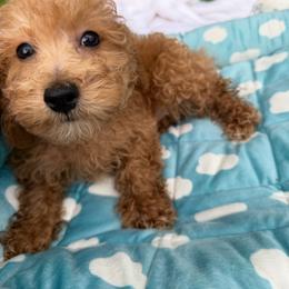 Champ - Brown male Maltipoo puppy in Mahwah, New Jersey from Awwws-n-Pawws