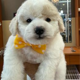 Yellow - White male Bichon Frise puppy in Lake Elsinore, California from Amber's Bichon Frise and Poodles