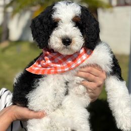 Blue - Black and white Bernedoodle puppy in Yorba Linda, California from SoCal Doodles