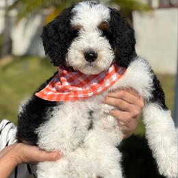 Blue - Black and white Bernedoodle puppy in Yorba Linda, California from SoCal Doodles