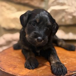 Ruby - Phantom female Bernedoodle puppy in Grand Blanc, Michigan from Halsey Poodles and Doodles