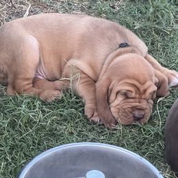 Bloodhound Puppies from Tamaron Ranch Bloodhounds