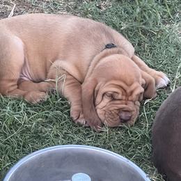 Bloodhound Puppies from Tamaron Ranch Bloodhounds