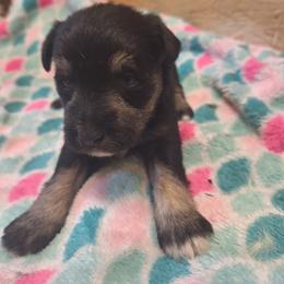 Tucker - Black and silver male Miniature Schnauzer puppy in Warrenville, South Carolina from All Paws Pet Resort