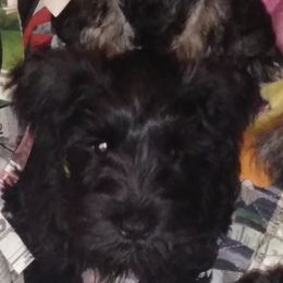 Black Russian Terriers and Miniature Schnauzers from Opal Ridge