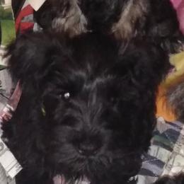 Black Russian Terriers and Miniature Schnauzers from Opal Ridge