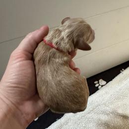 Champ - Red male Bernedoodle puppy in Concord, California from Golden State Good Dogs