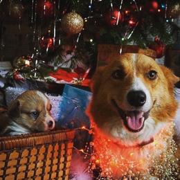 Pembroke Welsh Corgi Puppies from Corgis Hawaii Pleasantstone Aloha Corgis