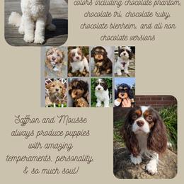 Cavapoo puppies from WW Cavapoos