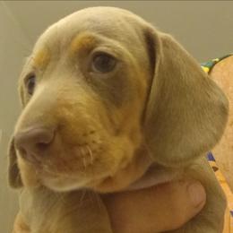 Isabella - Fawn (isabella) and tan female Dachshund puppy in Pahrump, Nevada from Heaven Sent Doxies