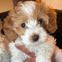 Bailey - Parti female Goldendoodle puppy in Yuciapa, California from AlltheDoodlez_