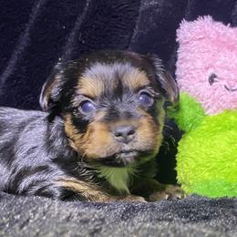 Chanel - Yorkshire Terrier puppy from Melrey's paws