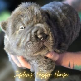 Wednesday AKA ZaZa - Blue female Chinese Shar-Pei puppy in Tucson, Arizona from Joplin's Hippo House