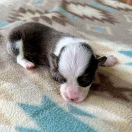 Orange Collar boy Clover - Blue male Pembroke Welsh Corgi puppy in Paris, Kentucky from Flat Run Corgis