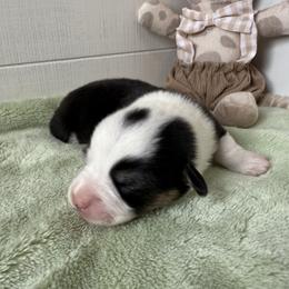 Trek - Black and tan male Pembroke Welsh Corgi puppy in Scottown, Ohio from Wyndy Ridge Corgis