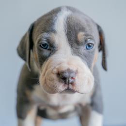 Colombia - Blue tri-color male American Bully puppy in Frederick, Maryland from EastSideMarky