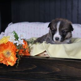Oliver - Sable male Pembroke Welsh Corgi puppy in Morgantown, Pennsylvania from Goldstar Puppies (License Number 18519)