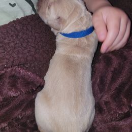 Golden Retriever Puppies from Sycamore Goldens