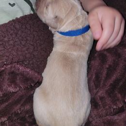Golden Retriever Puppies from Sycamore Goldens