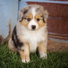 Neptune - Blue merle male Miniature Australian Shepherd puppy in Enoch, Utah from Twisted H Aussies