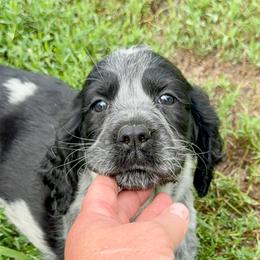 Sparrow - Black and white female English Springer Spaniel puppy in Bay City, Wisconsin from Springer Hills Farm