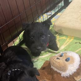 Grey collar changed to a red collar - Black brindle male Scottish Terrier puppy in Brule, Nebraska from Scottyland Yard