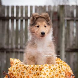 Autumn Gold - Sable female Collie puppy in Manhattan, Kansas from Covenant Collies