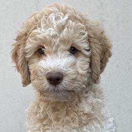 Reserved - Orange male Lagotto Romagnolo puppy in Micanopy, Florida from Fortuna Farms