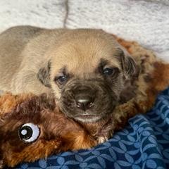 Coyote - Yellow male Black Mouth Cur puppy in Warsaw, Missouri from Heritage Cow Dogs