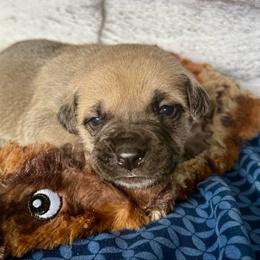 Coyote - Yellow male Black Mouth Cur puppy in Warsaw, Missouri from Heritage Cow Dogs