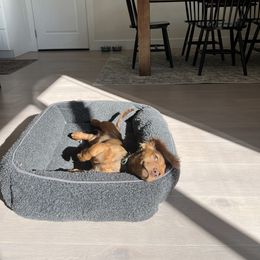 Dachshund Puppies from Ella's Mini Long Haired Dachshunds