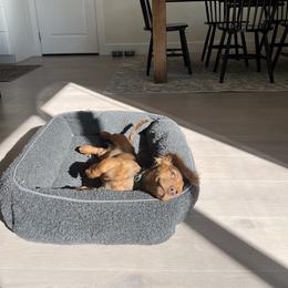 Dachshund Puppies from Ella's Mini Long Haired Dachshunds