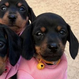 Dachshunds from Desert Doxies