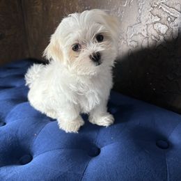Light Pink - White female Maltese puppy in Oklahoma City, Oklahoma from Adorable Maltese Puppies
