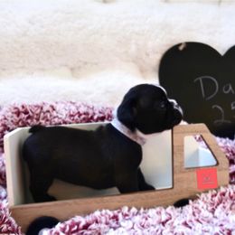 French Bulldog Puppies from FrenchieBnB