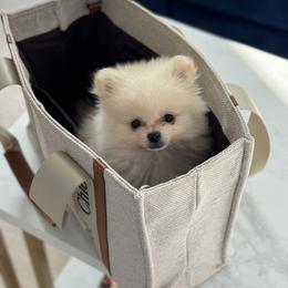 Pomeranian puppies from Los Angeles Teacup Yorkie